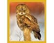 Great Gray Owl Fridge Magnet