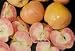 Pink Pearl Semi Dwarf Apple Five Gallon