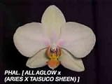 Phal [ All Aglow 