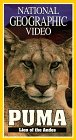 National Geo.: Puma: Lion of T