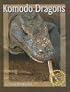 Komodo Dragons (Predators in the Wild)