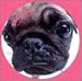 THE DOG �ѥ� [DVD] 
