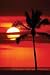 Kitchen & Housewares : Art Poster Print - Palm Tree Sunset - Artist: unknown- Poster Size: 36 X 24