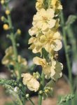 Verbascum chaixii Gainsborough
