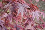 1.5m Japanese Maple Plant - Acer Palmatum Bloodgood