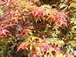 Japanese Maple "Bonfire" Two Gallon