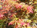 Japanese Maple "Bonfire" Two Gallon