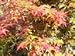 Japanese Maple "Bonfire" Two Gallon