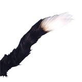 Cat Tail Black with White Tip