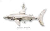 Sterling Silver Shark Charm
