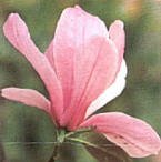 Galaxy Saucer Magnolia Tree