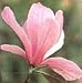 Galaxy Saucer Magnolia Tree