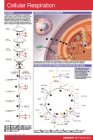 Cellular Respiration
