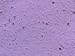 BL Plantable Wildflower Lavender Paper