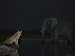 Lion and Elephant Uneasily Share a Water Hole Photographic Poster Print, 24x18