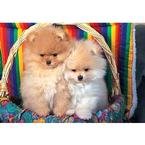 Pomeranian 300pc Puzzle 2007