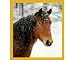 HORSE HEAD in the Snow Bookmark