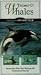 Search : Island of Whales