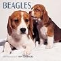 Cal 99 Beagles