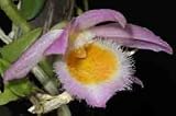 Dendrobium loddigesii 189
