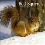 Red Squirrels 2010 Wall Calendar