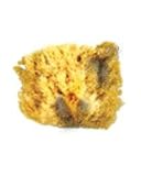 Garden of Life Clenzology Natural Sponge