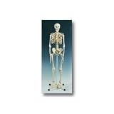 Full-sized Human Skeleton model