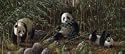 Three Pandas rear window graphic