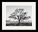 Art Select Oaktree, Sunrise, No. CA 1966 Framed Art Ea - Model SP2867 Categorization: Office Framed Art & Decor > B and W Photography Framed Art