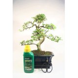 Indoor Bonsai Tree Gift Set - Medium Sized Chinese Elm - 20cm Pot, 29-36cm High