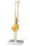 Anatomical Model - Elbow Joint, Functional