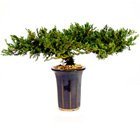 Juniper Bonsai