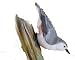 Adventure Marketing Nuthatch Backyard Carving