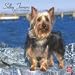 terrier38 - Silky Terriers 2010 Wall Calendar