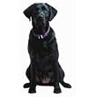 Black Labrador Retriever Die-Cut Photographic Magnet