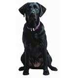 Black Labrador Retriever Die-Cut Photographic Magnet