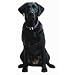 Black Labrador Retriever Die-Cut Photographic Magnet