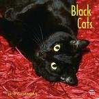 Black Cats 2010 Wall Calendar 12 X 12