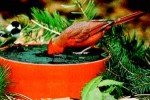 Wild Bird Deluxe Solar Sipper (Red)