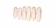 CUTTLEFISH BONE BOX OF 6