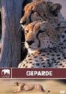 Eigenschaften   / Safari - Geparde
