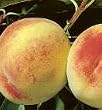 Elberta Peach Tree Five Gallon