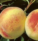 Elberta Peach Tree Five Gallon
