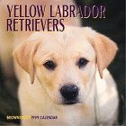 Yellow Labrador Retrievers Calend