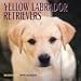 Book Yellow Labrador Retrievers Calend