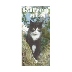 Katzen, Postkartenkalender (21 x 10,5 cm) 2009