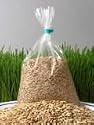 Organic Sprouting Barley Grass Seed - 10 lb