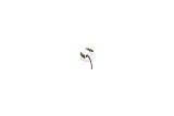 21X7u15gZ2L. SL160  Garrett 4.5 Ace Sniper Metal Detector Searchcoil 2221800Garrett 4.5 Ace Sniper Metal Detector Searchcoil 2221800 Model GT DP 2221800