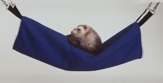 Marshall Ferret Hanging Tube, Purple