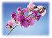 16 oz. Sweet Pea Alexandria's Fragrance Lamp Oil